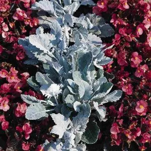 Cineraria (senecio) maritima new look