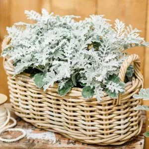 Cineraria (senecio) maritima quicksilver