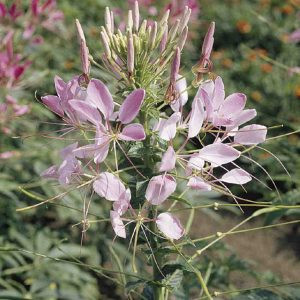 Cleome spinosa pink queen - Kleopátra tűje