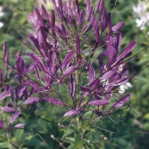Cleome spinosa violet queen