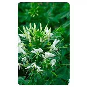 Cleome spinosa white queen