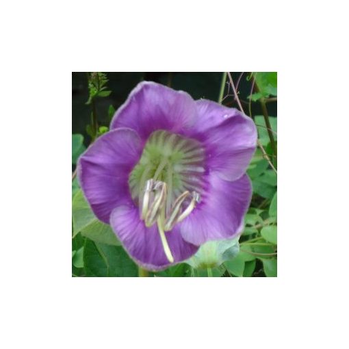 Cobaea scandens