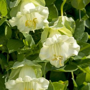 Cobaea scandens alba