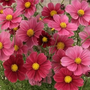 Cosmos bipinnatus antiquity
