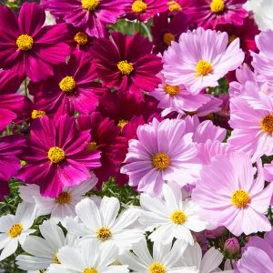 Cosmos bipinnatus apollo mix