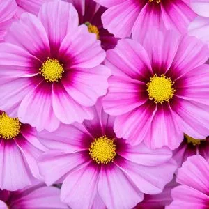 Cosmos bipinnatus apollo rose with eye