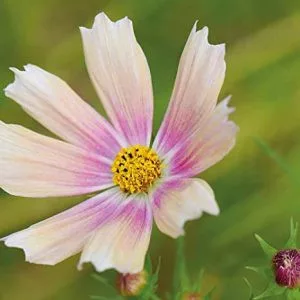 Cosmos bipinnatus apricot lemonade