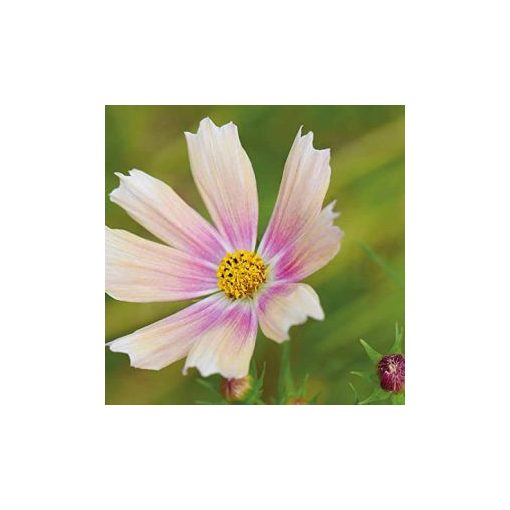 Cosmos bipinnatus apricot lemonade