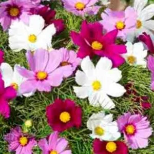 Cosmos bipinnatus candyfloss mix