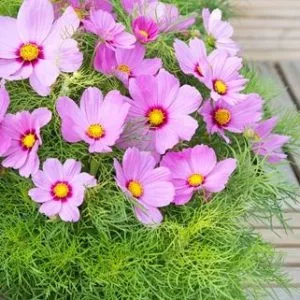 Cosmos bipinnatus candyfloss pink sunrise