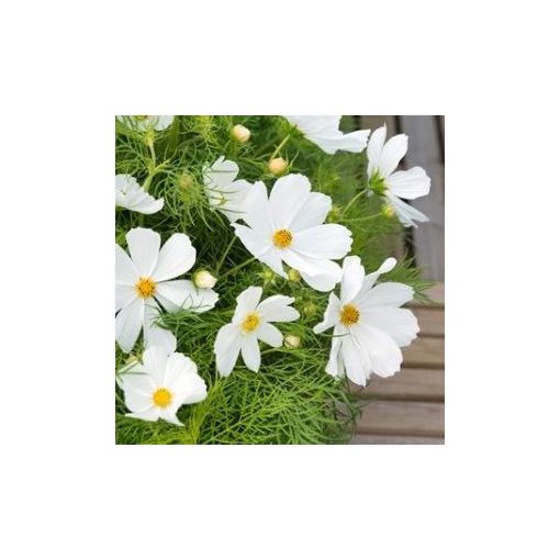 Cosmos bipinnatus candyfloss white