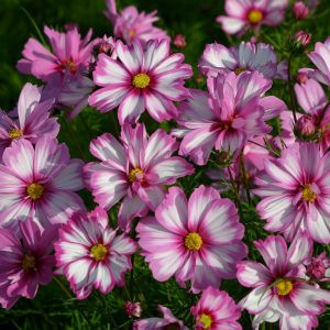 Cosmos bipinnatus capriola