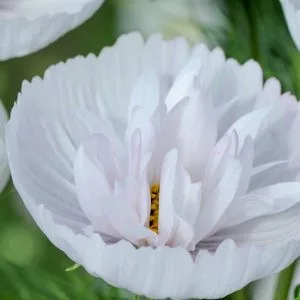 Cosmos bipinnatus cupcakes blush