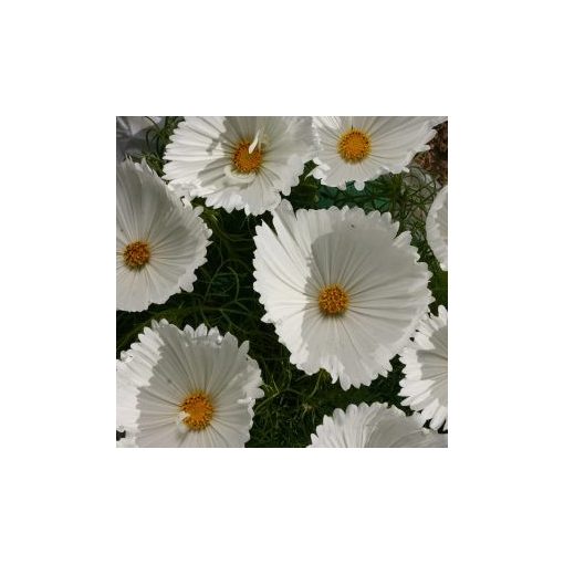 Cosmos bipinnatus cupcakes white