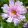 Cosmos bipinnatus double click bicolour pink