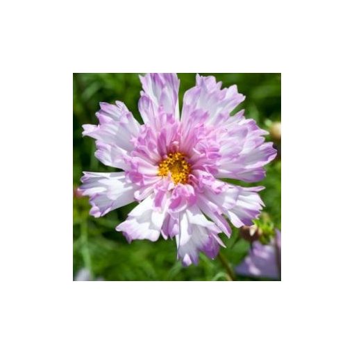 Cosmos bipinnatus double click bicolour pink