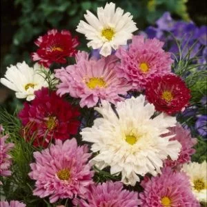 Cosmos bipinnatus double click mixture