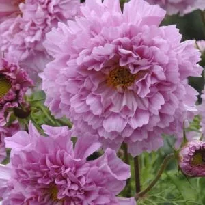 Cosmos bipinnatus double click rose bonbon