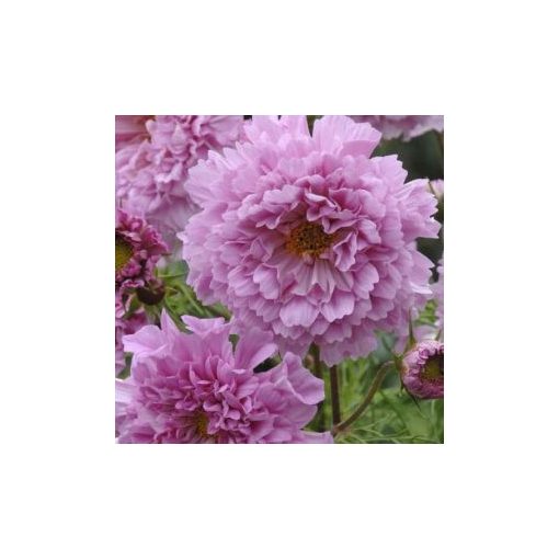 Cosmos bipinnatus double click rose bonbon