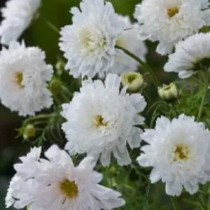 Cosmos bipinnatus double click snowpuff