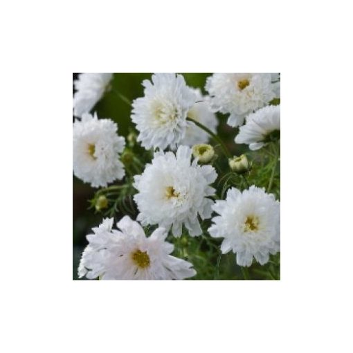 Cosmos bipinnatus double click snowpuff