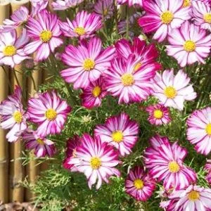 Cosmos bipinnatus dwarf purple picotee