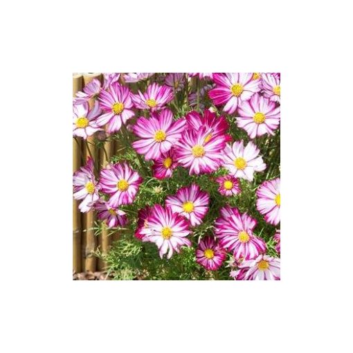 Cosmos bipinnatus dwarf purple picotee