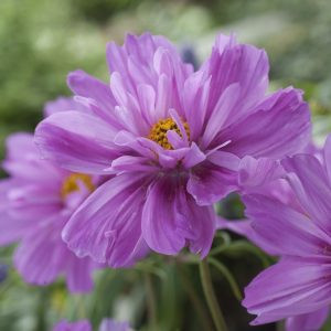 Cosmos bipinnatus fizzy pink dark centre