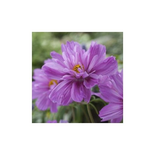 Cosmos bipinnatus fizzy pink dark centre