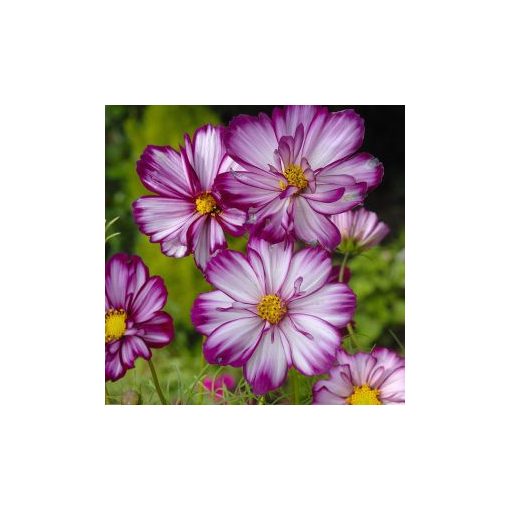 Cosmos bipinnatus fizzy rose picotee