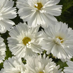 Cosmos bipinnatus fizzy white