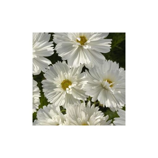 Cosmos bipinnatus fizzy white