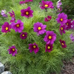 Cosmos bipinnatus gazebo red