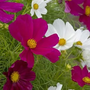 Cosmos bipinnatus gazebo red & white mix