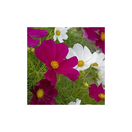 Cosmos bipinnatus gazebo red & white mix