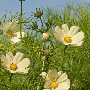 Cosmos bipinnatus kiiro