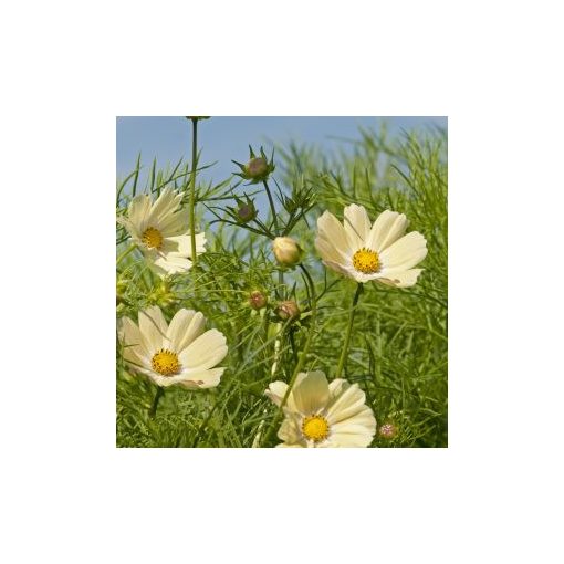 Cosmos bipinnatus kiiro