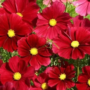 Cosmos bipinnatus rubenza
