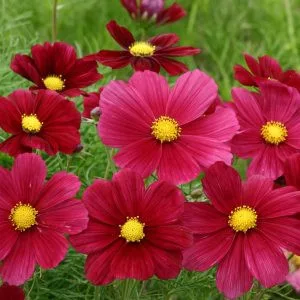 Cosmos bipinnatus rubinato