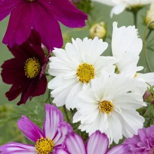 Cosmos bipinnatus sahin’s choice mix