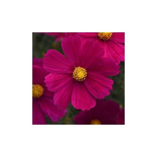 Cosmos bipinnatus sonata carmine