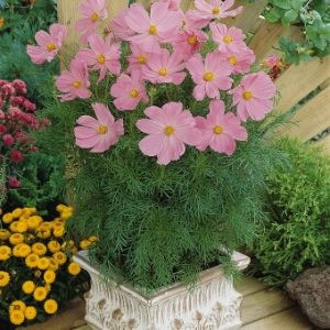 Cosmos bipinnatus sonata pink