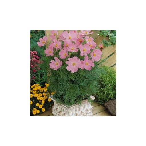 Cosmos bipinnatus sonata pink