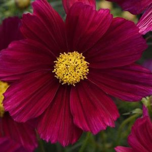 Cosmos bipinnatus sonata purple shade