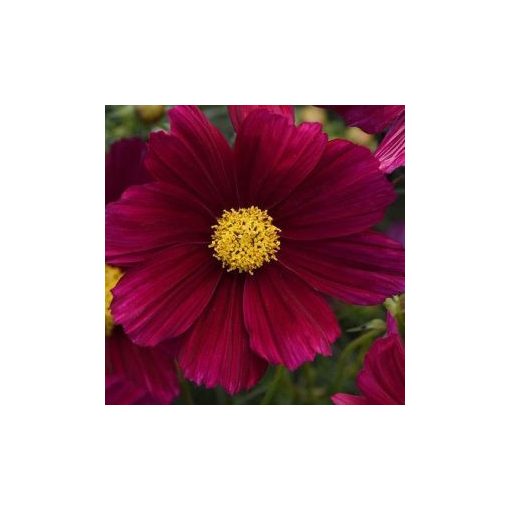 Cosmos bipinnatus sonata purple shade