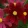 Cosmos bipinnatus sonata red shades