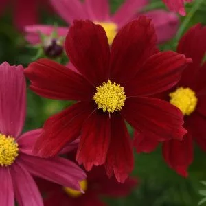 Cosmos bipinnatus sonata red shades