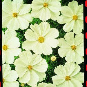 Cosmos bipinnatus sonata white