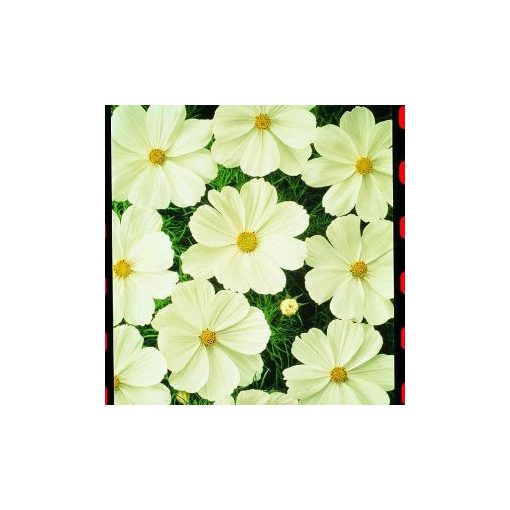 Cosmos bipinnatus sonata white