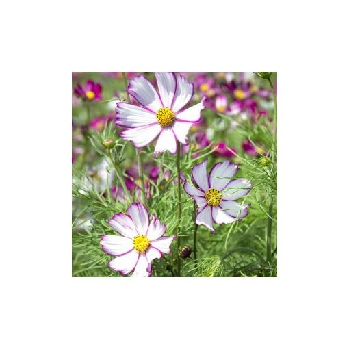 Cosmos bipinnatus tip top picotee